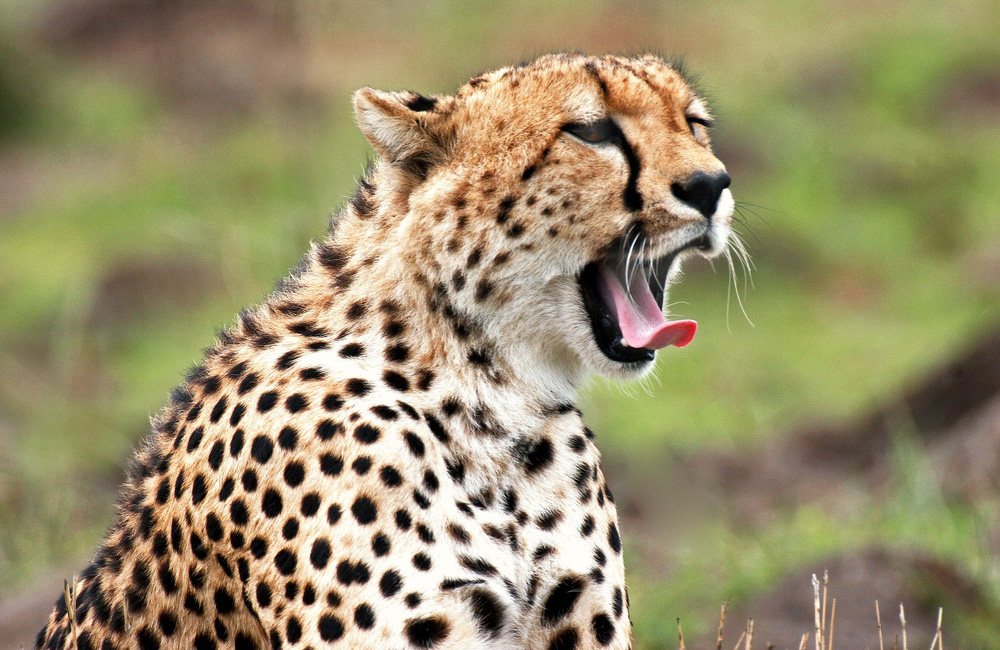 Praesent adipiscing mi eget ipsum imperdiet Good Image