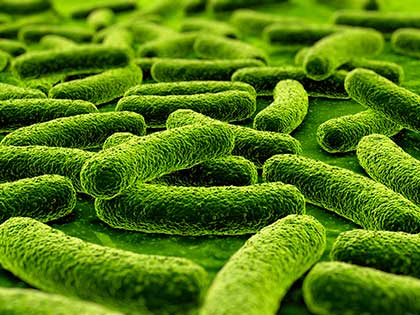 La Mycobacterium Tuberculosis es el nombre de la bacteria que causa esta infección.