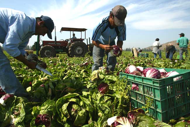 Nuevas reglas para trabajadores agrícolas