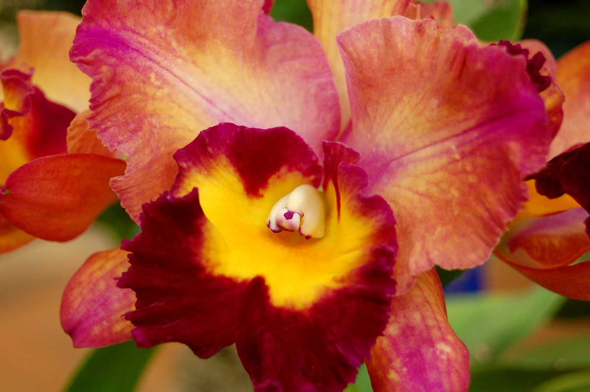 México: Orquídeas en peligro de extinción