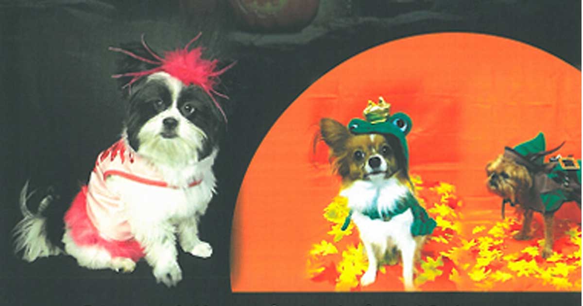 Concurso de disfraces para perros