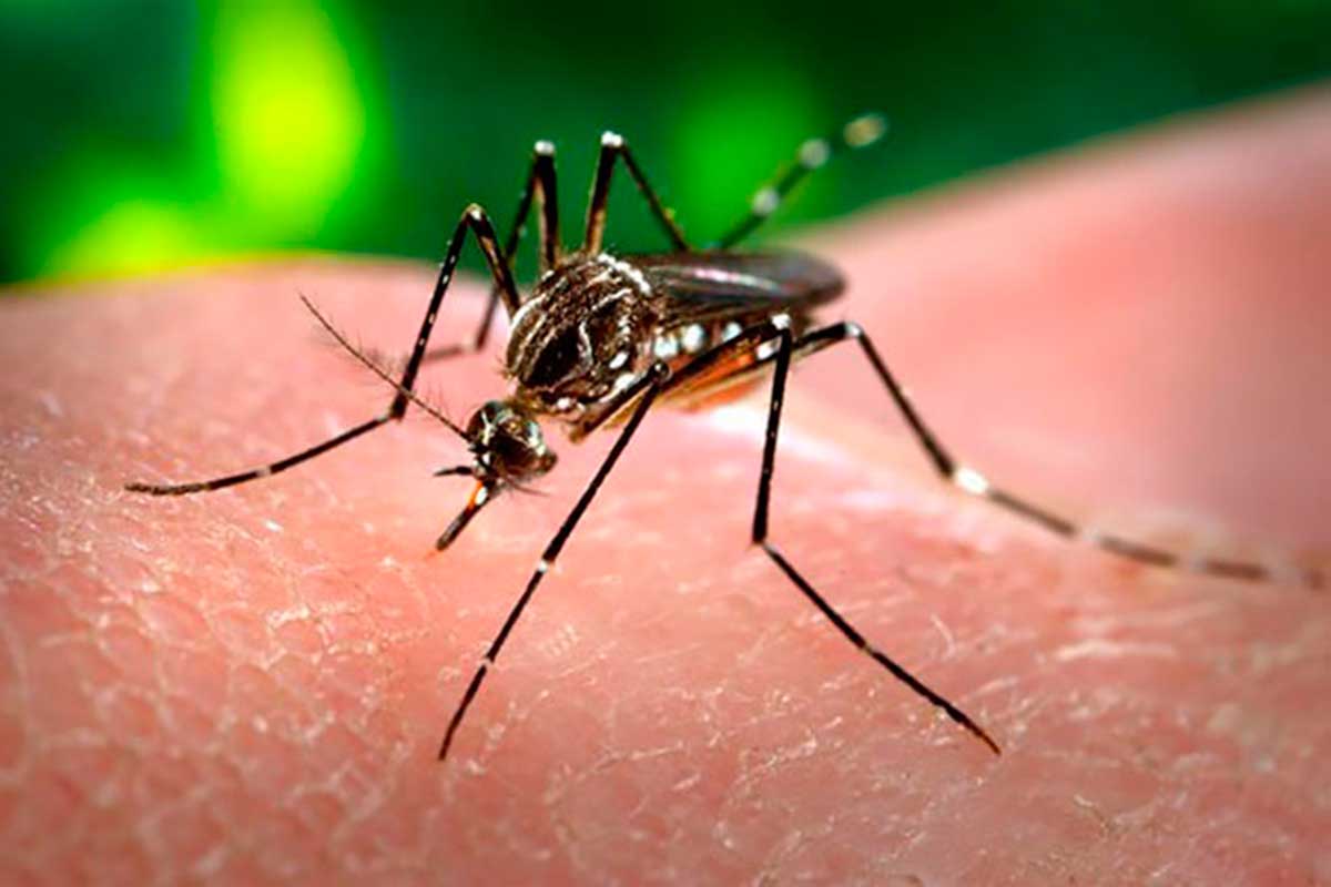 Primer caso positivo del Virus del mosquito en Westchester