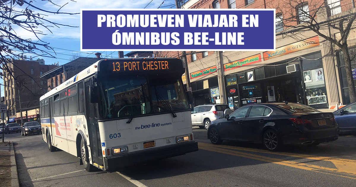 Promueven viajar en ómnibus bee-line