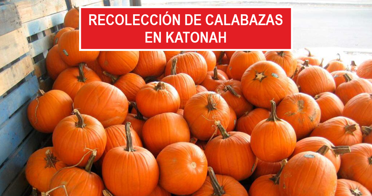 Recolección de calabazas en Katonah