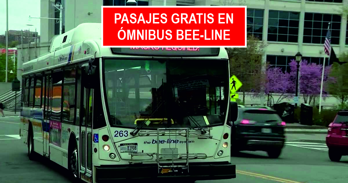 Pasajes gratis en ómnibus Bee-Line