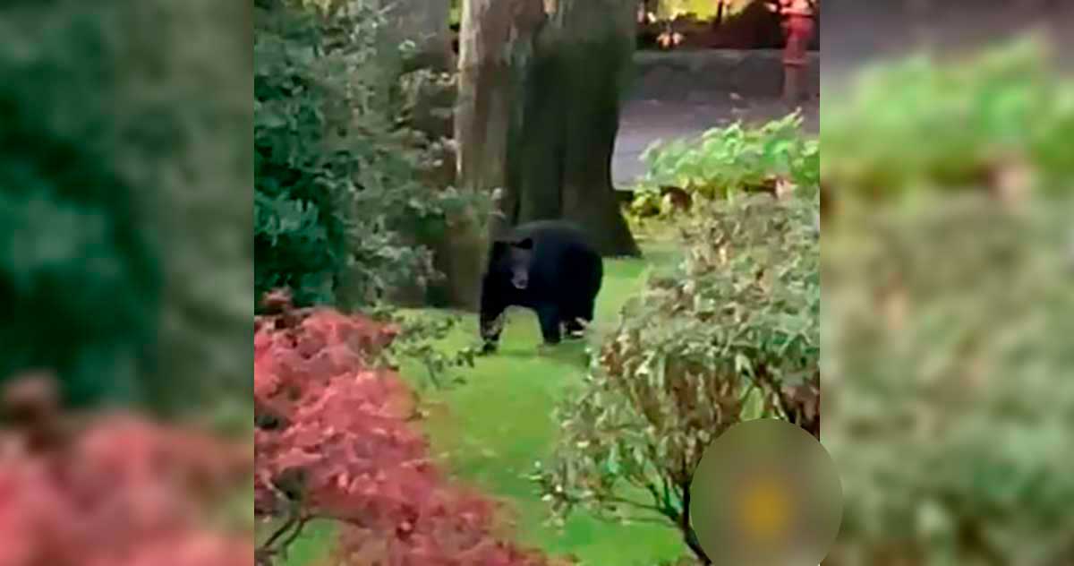Alertan sobre un oso negro en área transitada de Westchester