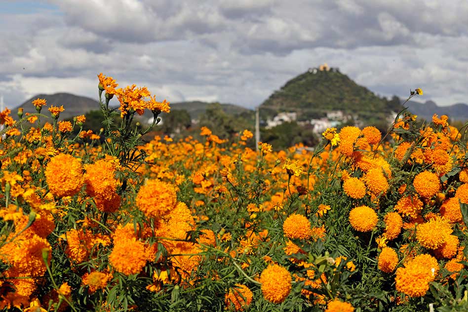 Cosecha de la mexicana ‘flor de muerto’ se adelanta en Atlixco, principal productor