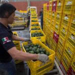 Exportarán 10.000 toneladas para el Super Bowl LIX