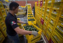 Exportarán 10.000 toneladas para el Super Bowl LIX