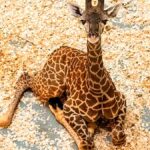 Tucker, una nueva jirafa nace en Animal Kingdom