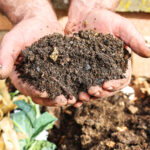 Abono para plantas gratis en el mes de mayo