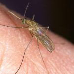Se propagan los casos del virus del Nilo Occidental