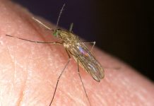 Se propagan los casos del virus del Nilo Occidental