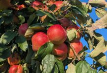 Manzanas, aire fresco y diversión