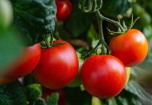 Tomate: el superalimento que no puede faltar en tu dieta