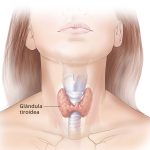 Cuida y protege tu tiroides