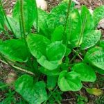 Llantén: La planta natural que cuida tu salud