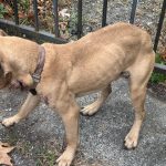 Mujer de Yonkers acusada de maltrato animal tras abandonar a perro gravemente herido