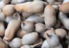 Tamarindo: el fruto tropical que equilibra sabor y bienestar