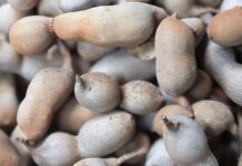 Tamarindo: el fruto tropical que equilibra sabor y bienestar