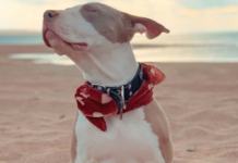 El calor también pone en riesgo a sus mascotas