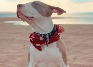 El calor también pone en riesgo a sus mascotas