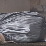 Ratas con mutaciones son un problema creciente en la ciudad de Nueva York