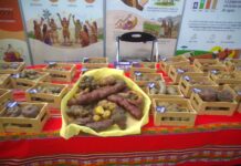 Agrofest e historias de los agricultores peruanos