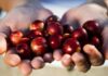 El camu camu peruano