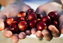 El camu camu peruano