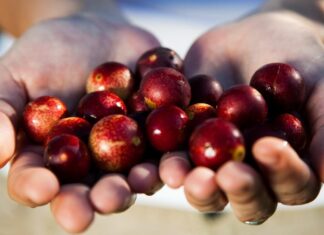 El camu camu peruano